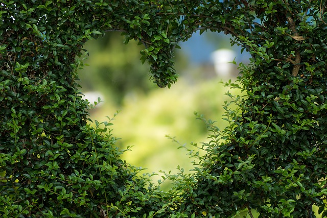 Comment choisir les plantes pour votre jardin