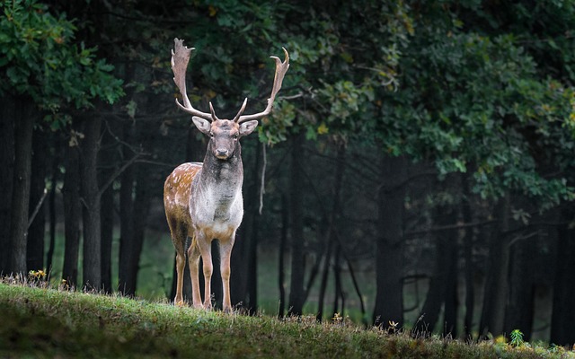 Différentes façons de protéger la faune