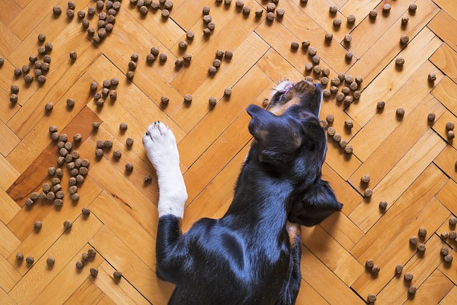 Comment choisir le bon aliment pour votre animal?