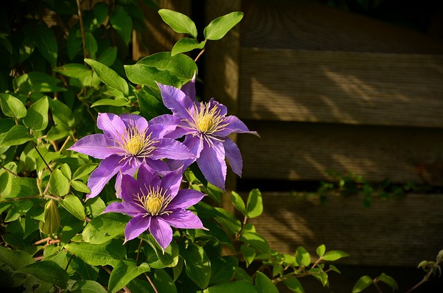 Comment utiliser les plantes grimpantes pour décorer son jardin ?