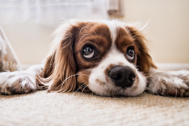 Comment prendre soin d'un animal de compagnie