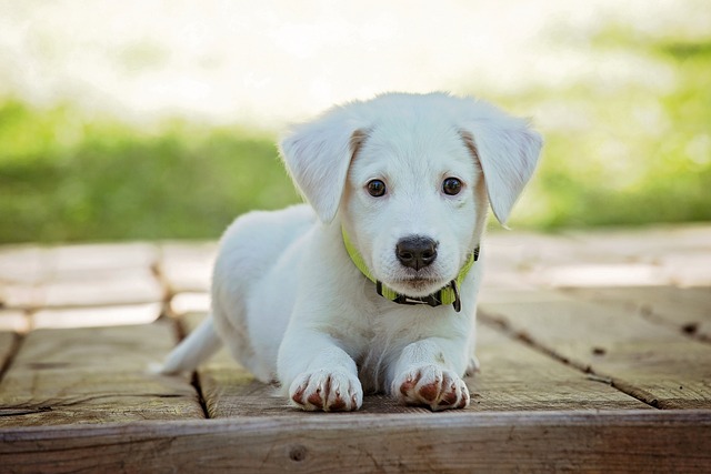 Les bienfaits de posséder un animal domestique