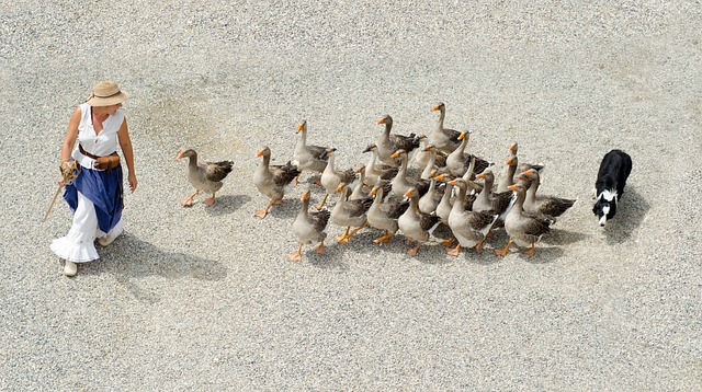 Quels sont les avantages et les inconvénients des animaux d'élevage