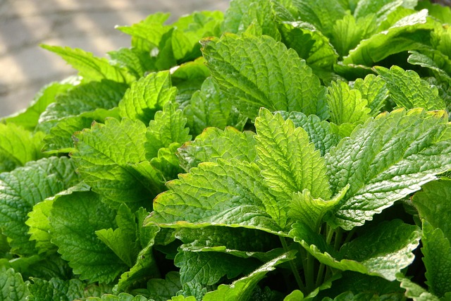 Les plantes médicinales à cultiver chez soi pour une pharmacie naturelle