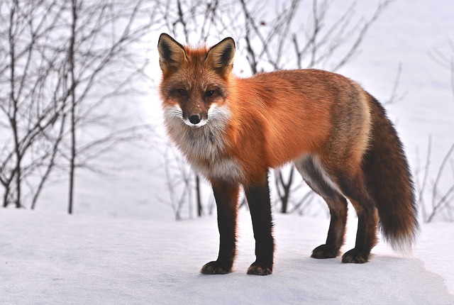 Les avantages et les inconvénients des animaux domestiques