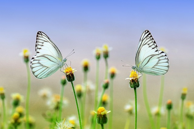 Les meilleures plantes pour attirer les abeilles et papillons dans votre jardin