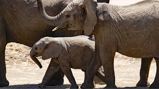 Top 5 des animaux les plus intelligents du règne animal