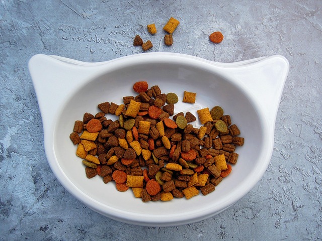 Alimentation : ce qu'il faut savoir pour bien nourrir votre animal