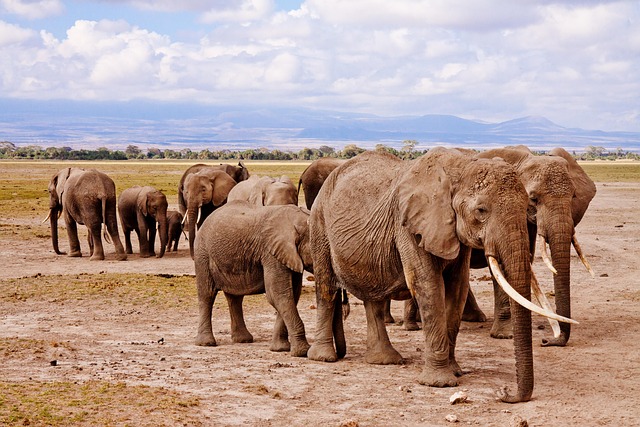 Les animaux sauvages les plus fascinants à travers le monde