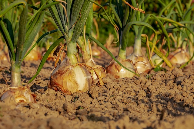 Les secrets pour entretenir un potager urbain