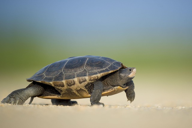 Les espèces animales en voie de disparition et comment les protéger