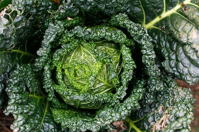 Jardiner en permaculture : principes et avantages pour un environnement durable