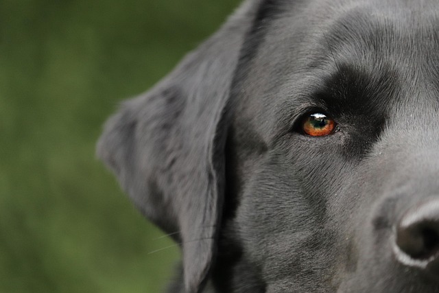 Comment choisir le bon animal de compagnie pour votre style de vie