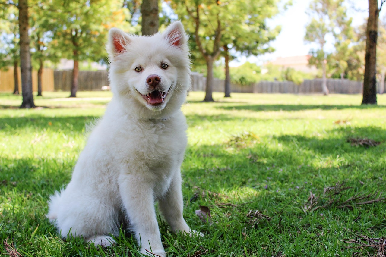 Vermifugation du chien : quels sont les essentiels à savoir ?