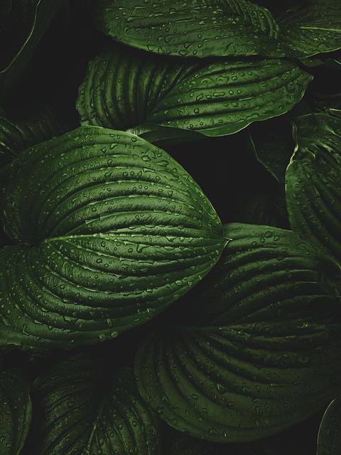 Les meilleures astuces pour poser du papier peint facilement