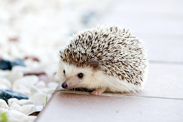 Comment aider les animaux en détresse