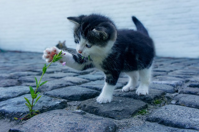 Comment Bien Choisir un Animal de Compagnie