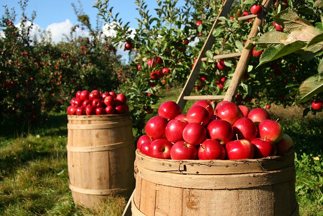 Les avantages de posséder un jardin